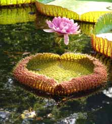 Giant water lilies Pamplemous Botanical Garden Mauritius