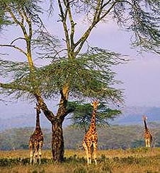 Giraff in Masai Mara